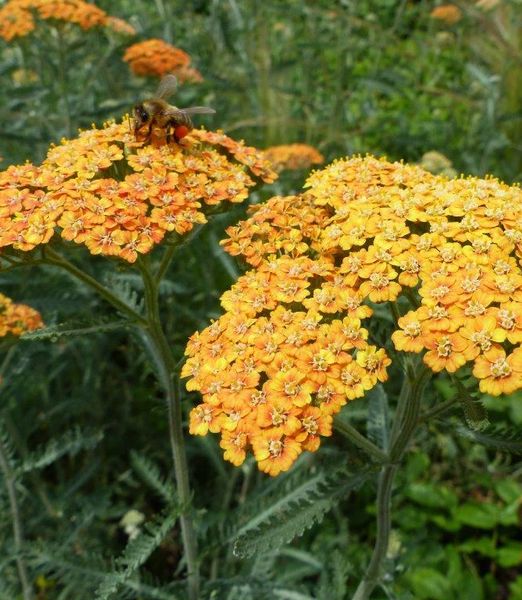 Achillea millefolium 'Terracotta'